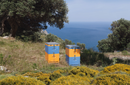 billion bees program